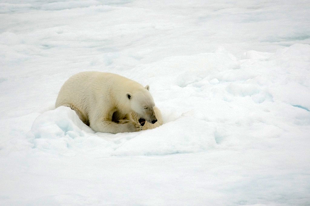 2607 Iskanten Isbjorn02.jpg - Polar Bear (Thalarctos maritimus) Isbjørn, Spitsbergen Norway July 2008